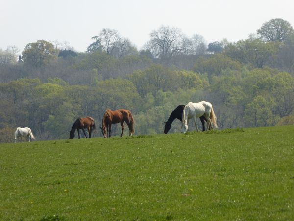 Field of horses